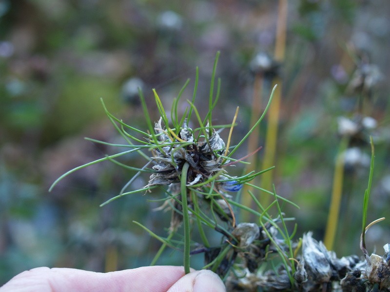 Allium beesianum photo 5