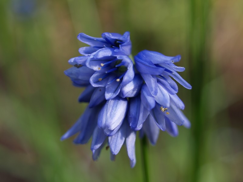 Allium beesianum photo 7