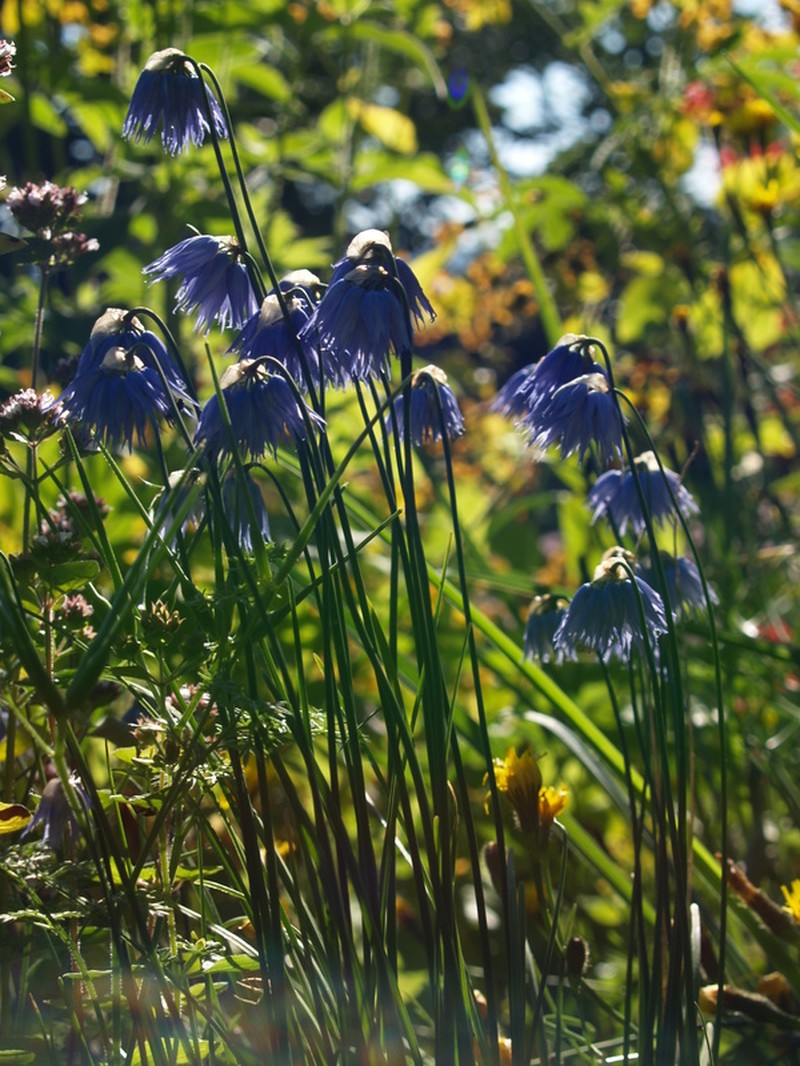 Allium beesianum photo 8