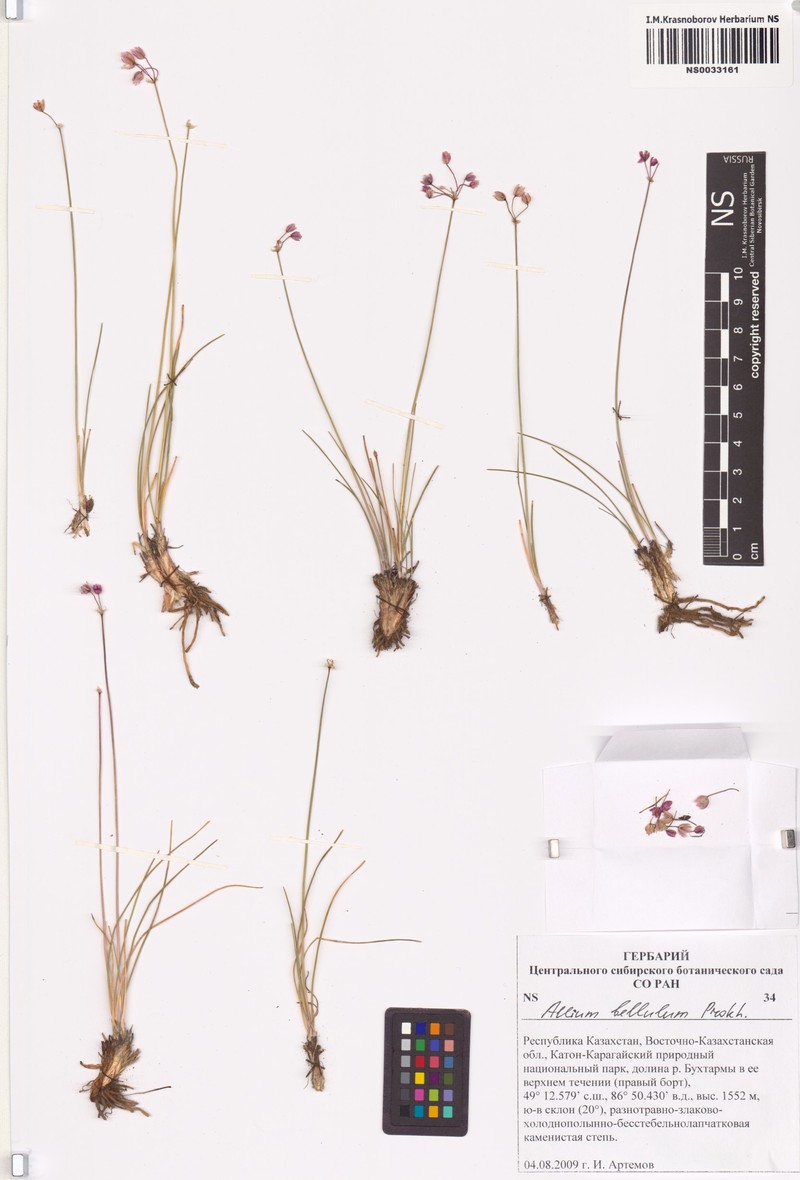 Allium bellulum photo 5