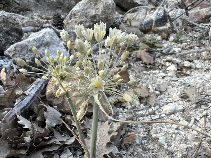 Allium beypazariense photo 4
