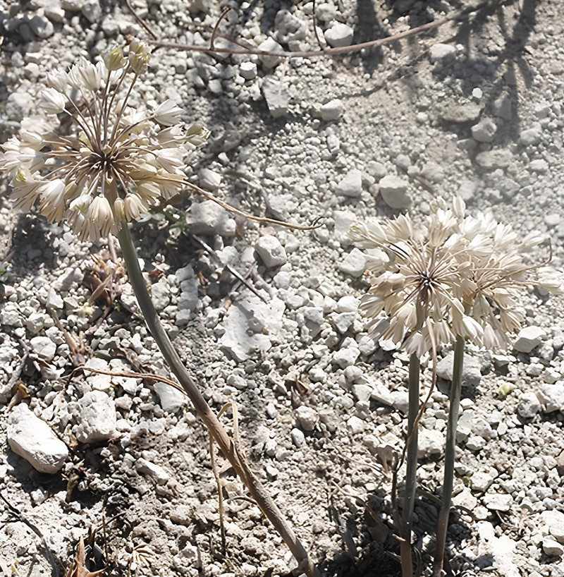 Allium beypazariense