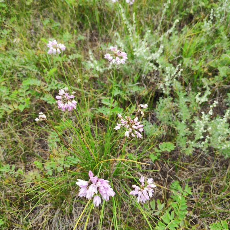 Allium bidentatum