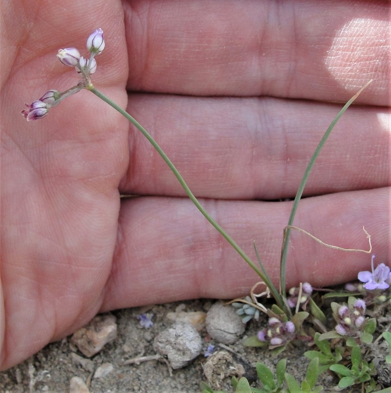 Allium bidentatum photo 2