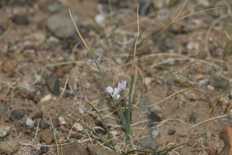 Allium bidentatum photo 3