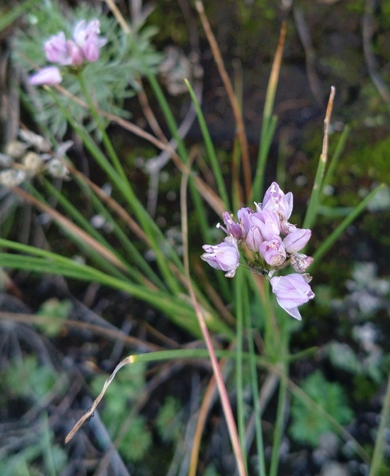 Allium bidentatum photo 4