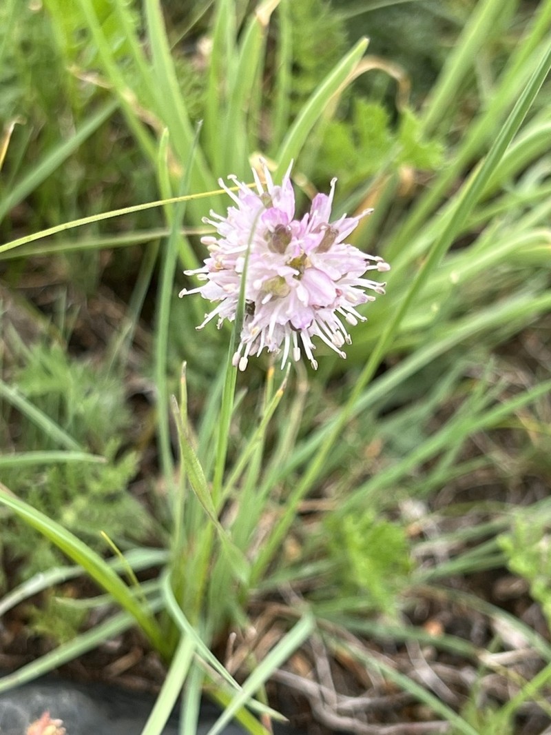 Allium bidentatum photo 5