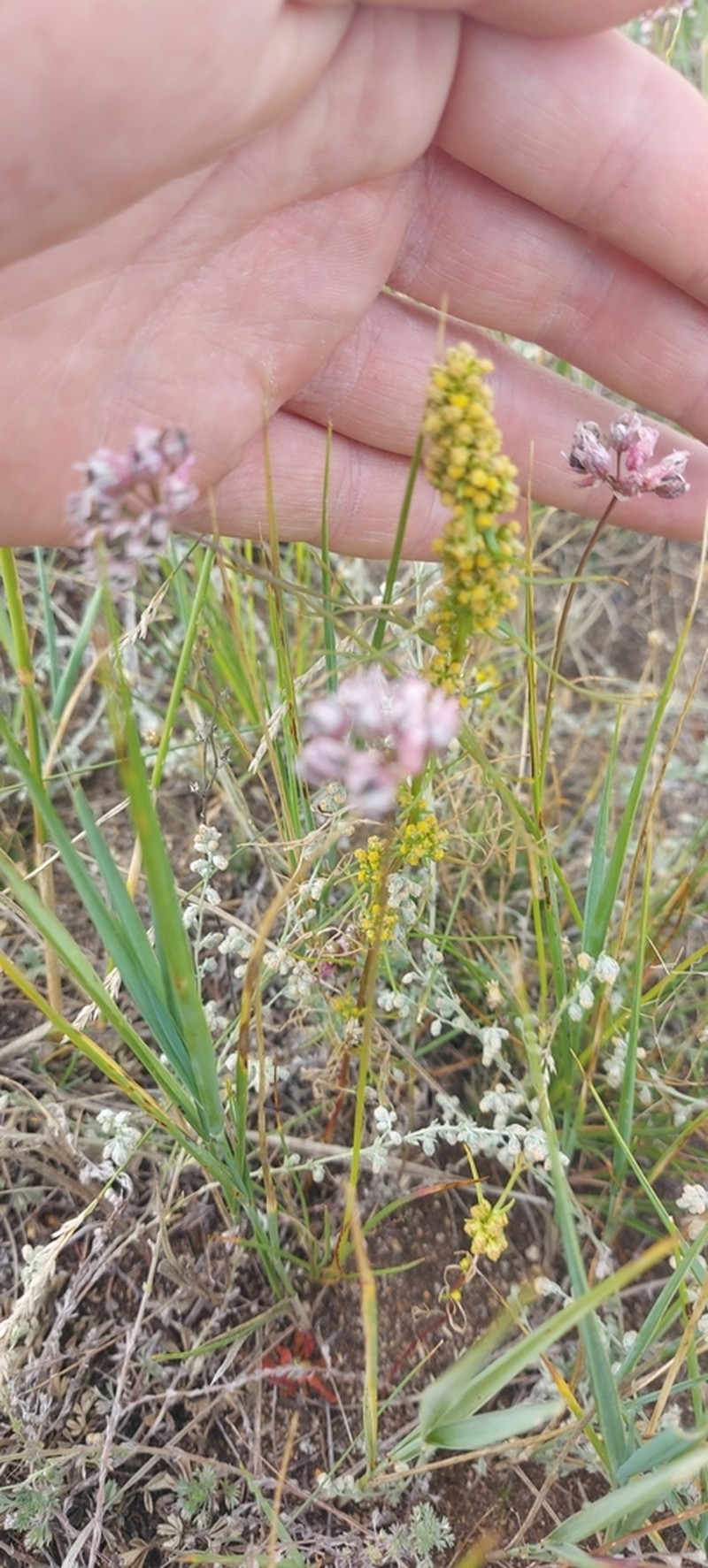 Allium bidentatum photo 6