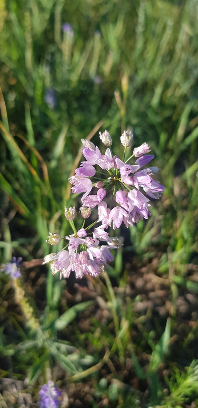 Allium bidentatum photo 7