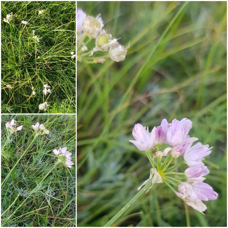 Allium bidentatum photo 8