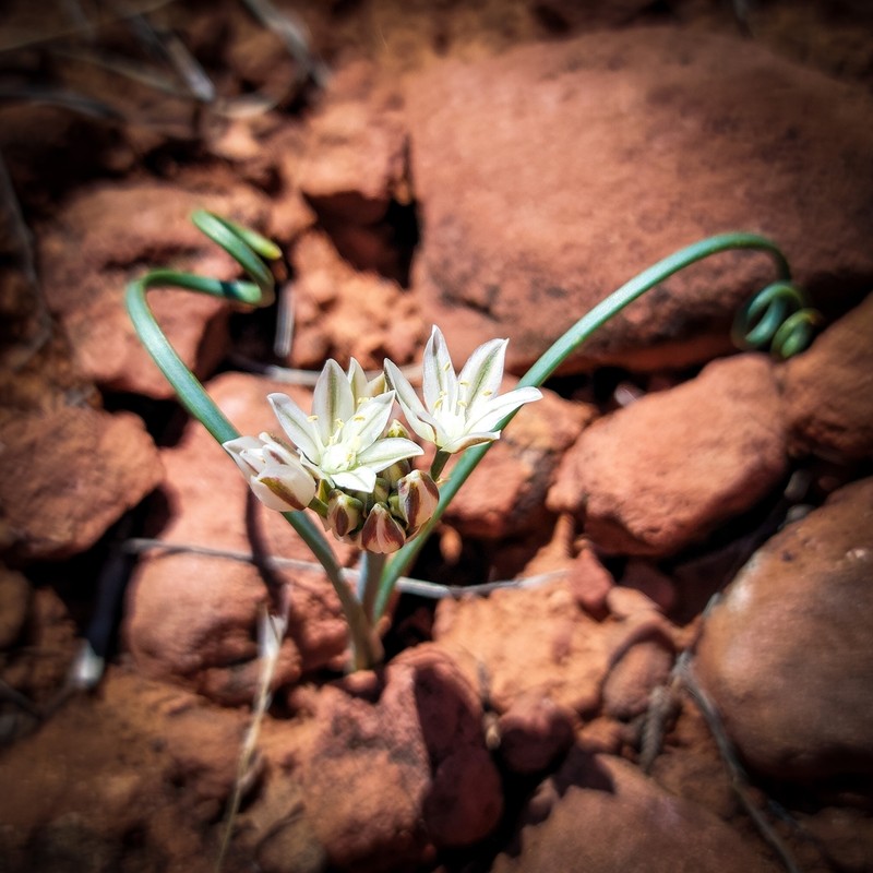 Bigelow's Onion photo 2