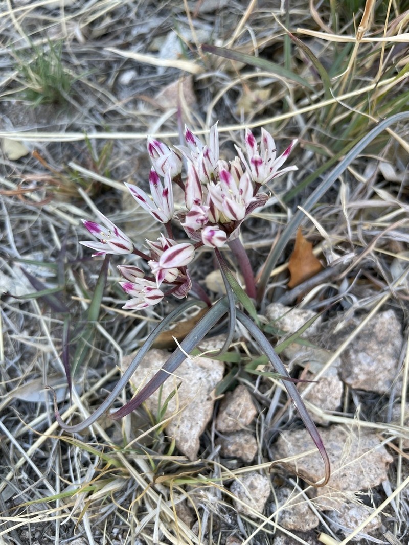 Bigelow's Onion photo 3