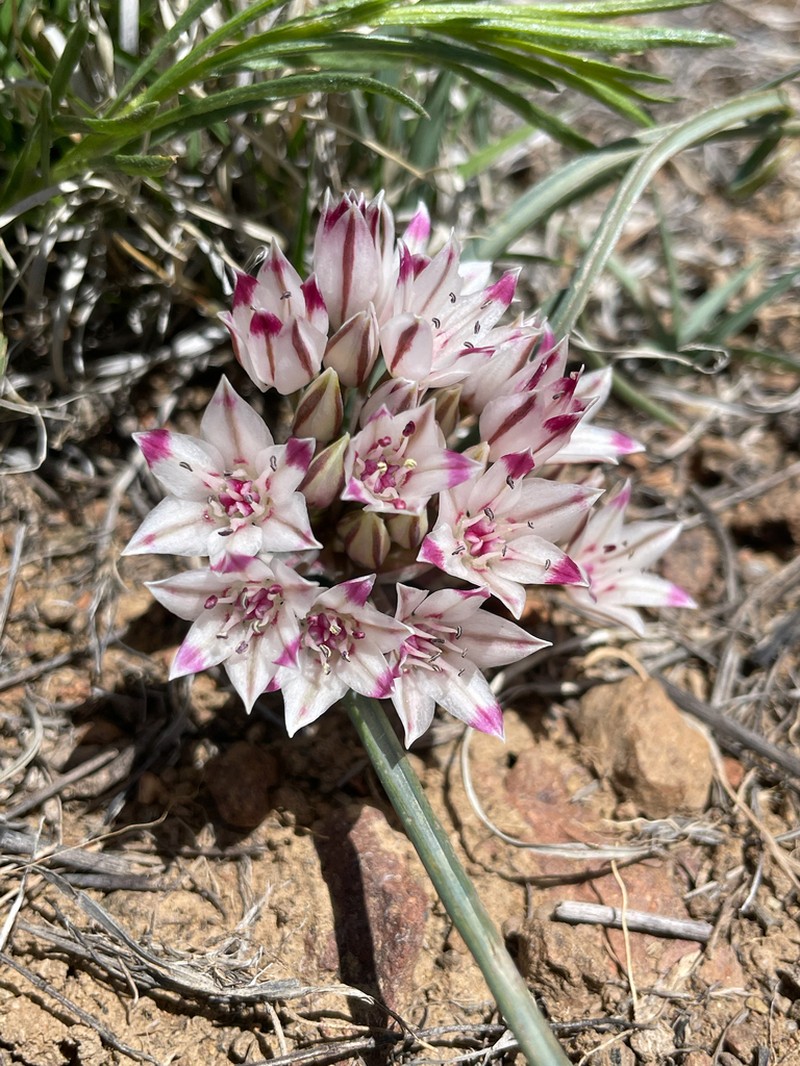 Bigelow's Onion photo 4
