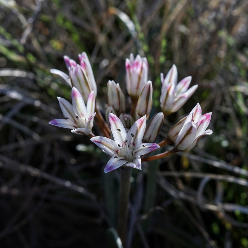 Bigelow's Onion photo 7
