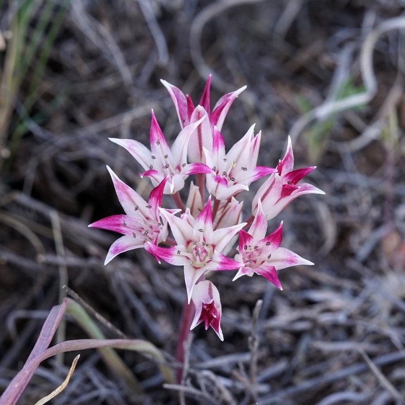 Bigelow's Onion photo 8
