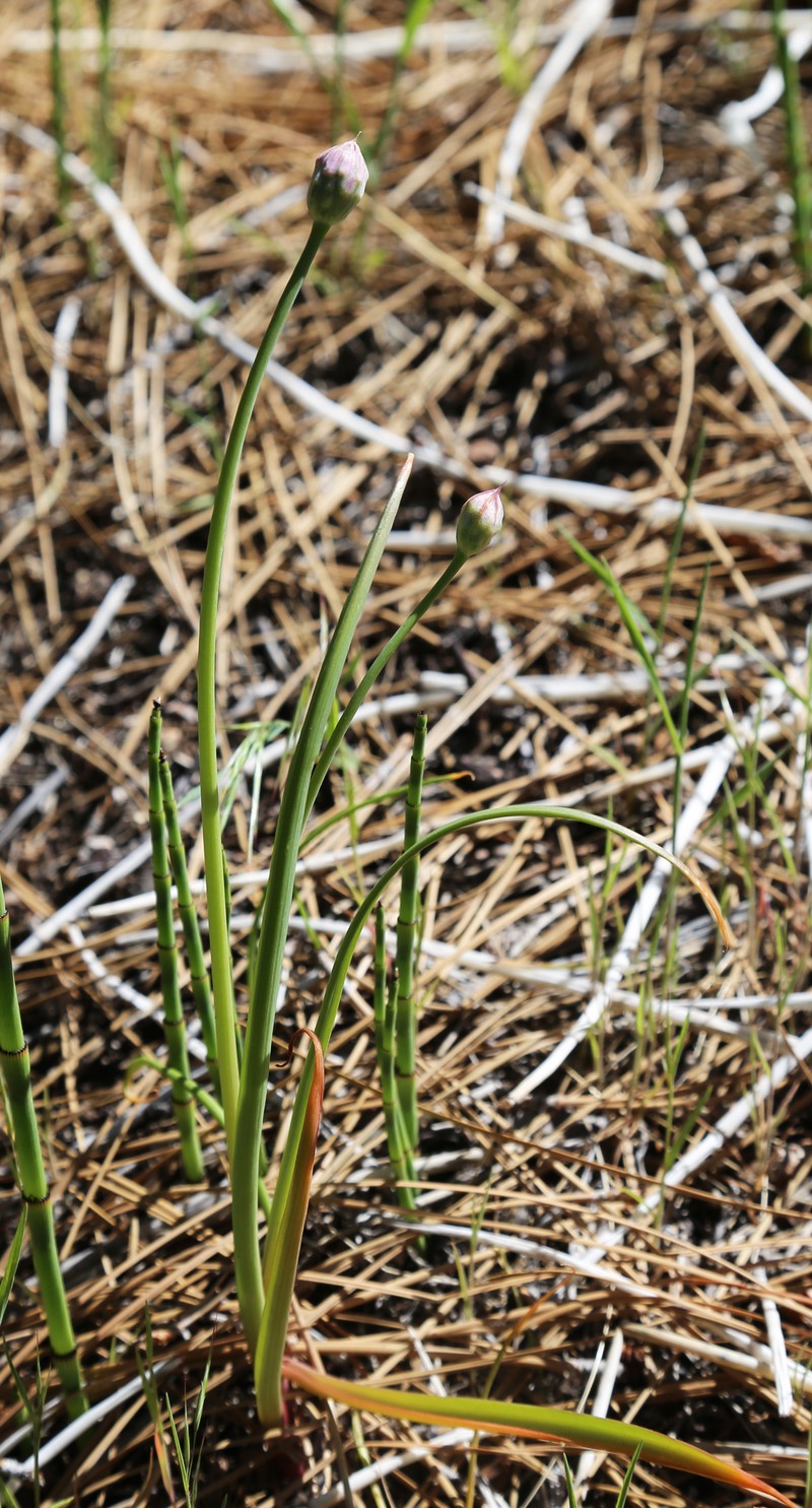 Twincrest Onion photo 2