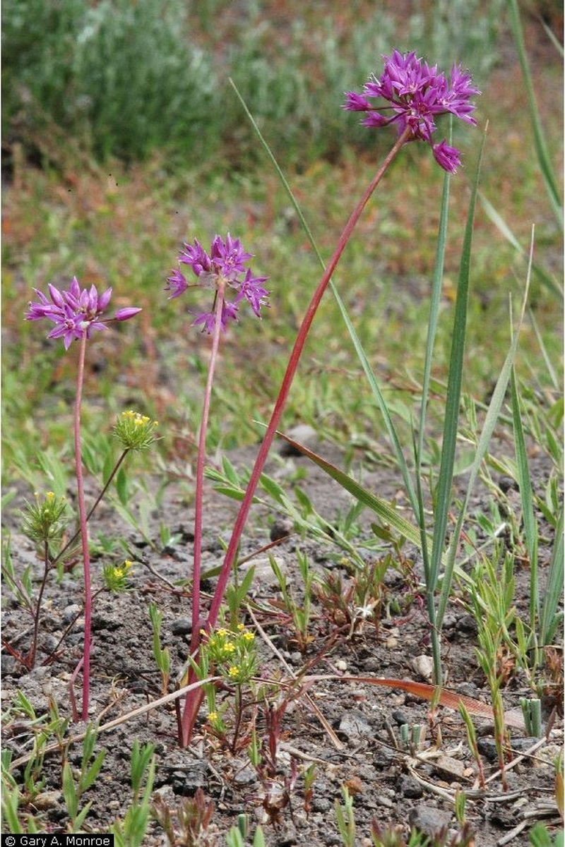 Twincrest Onion photo 3