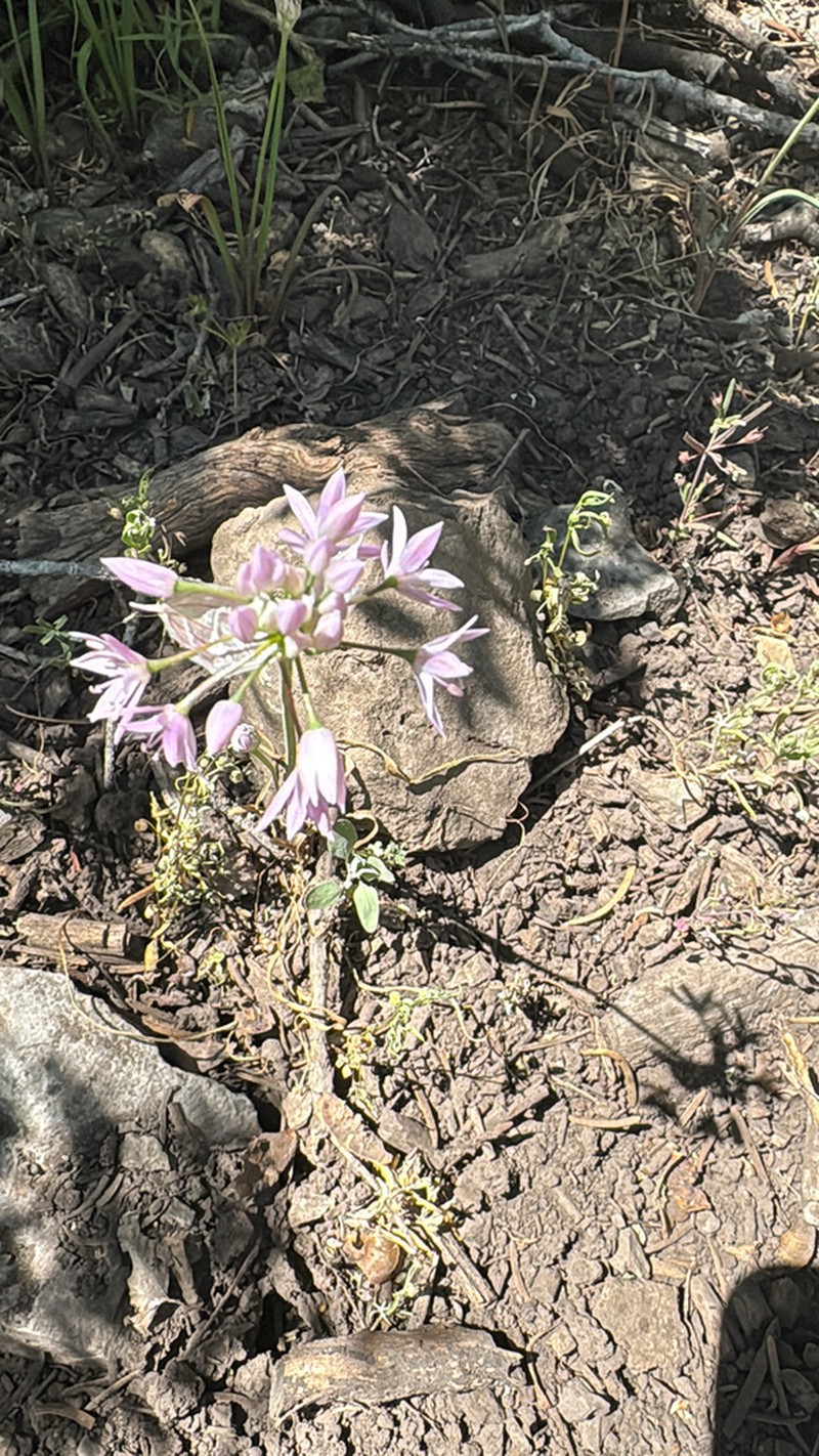Twincrest Onion photo 4