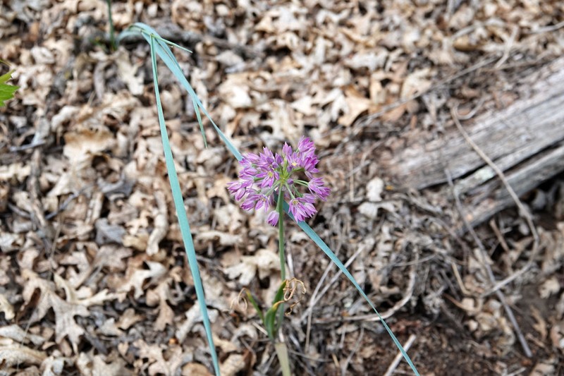 Twincrest Onion photo 5