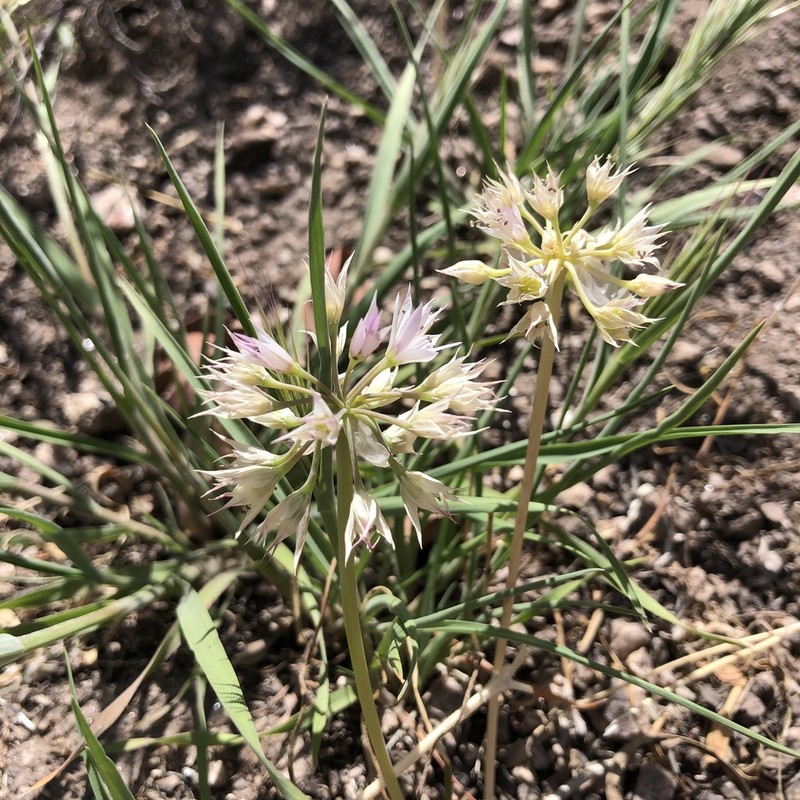 Twincrest Onion photo 6