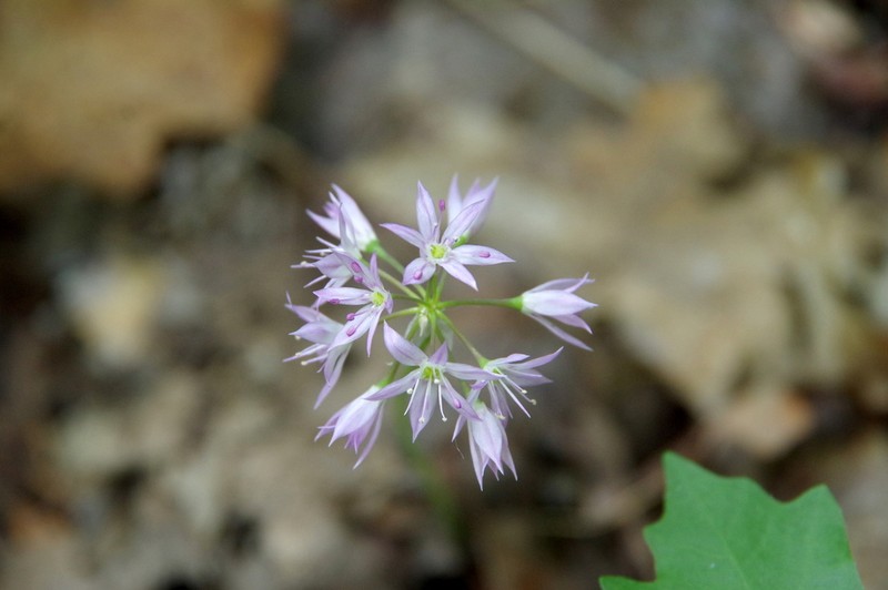 Twincrest Onion photo 7