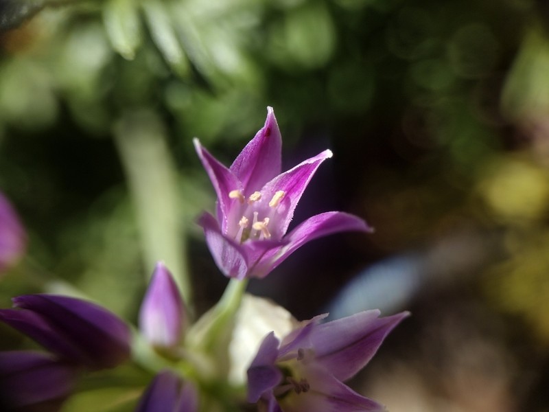 Bolander's Onion photo 2