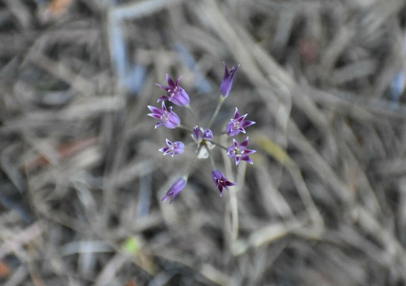 Bolander's Onion photo 3