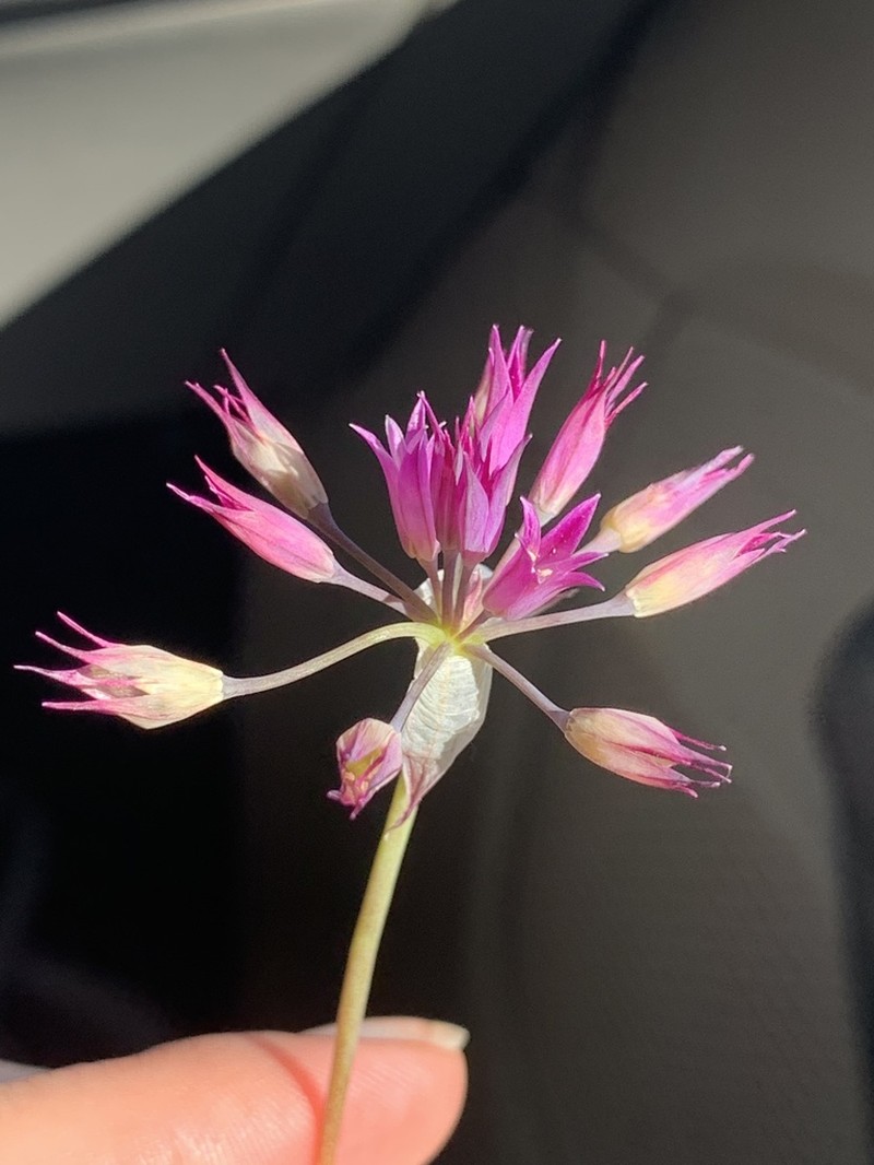 Bolander's Onion photo 4