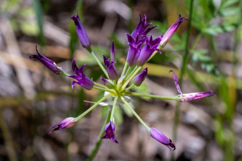 Bolander's Onion photo 5