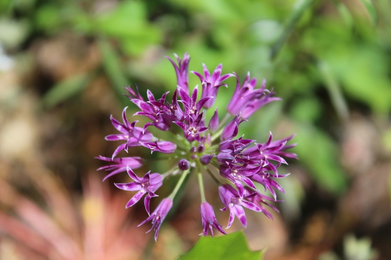 Bolander's Onion photo 7