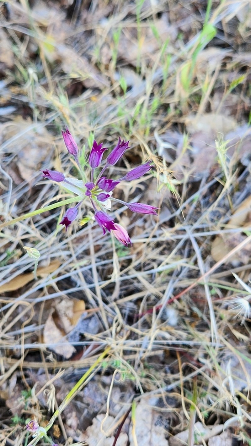 Bolander's Onion photo 8