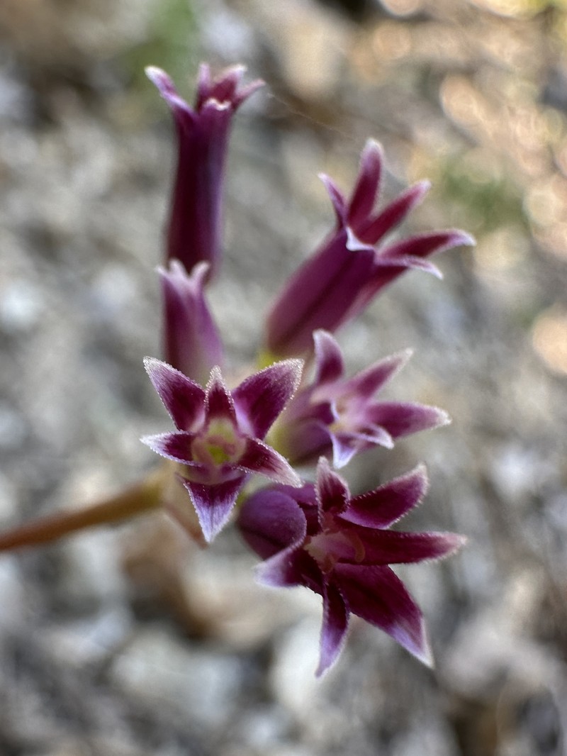 Allium bolanderi var. bolanderi
