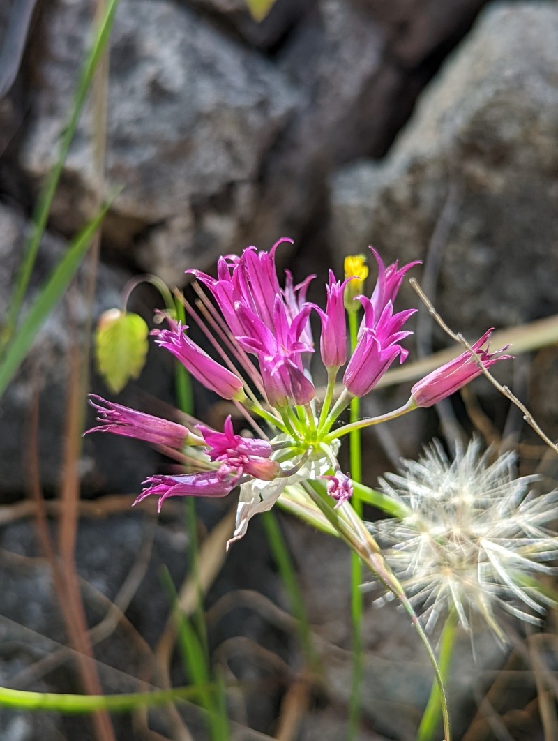 Allium bolanderi var. bolanderi photo 3