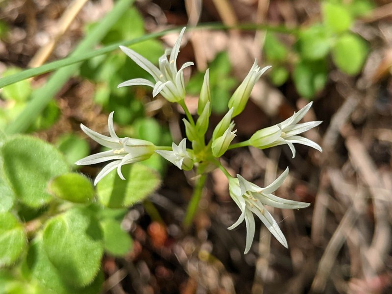 Allium bolanderi var. mirabile