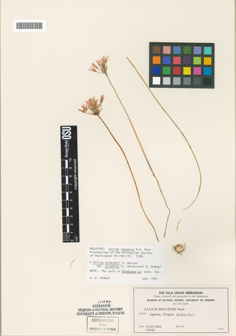 Allium bolanderi var. mirabile photo 2
