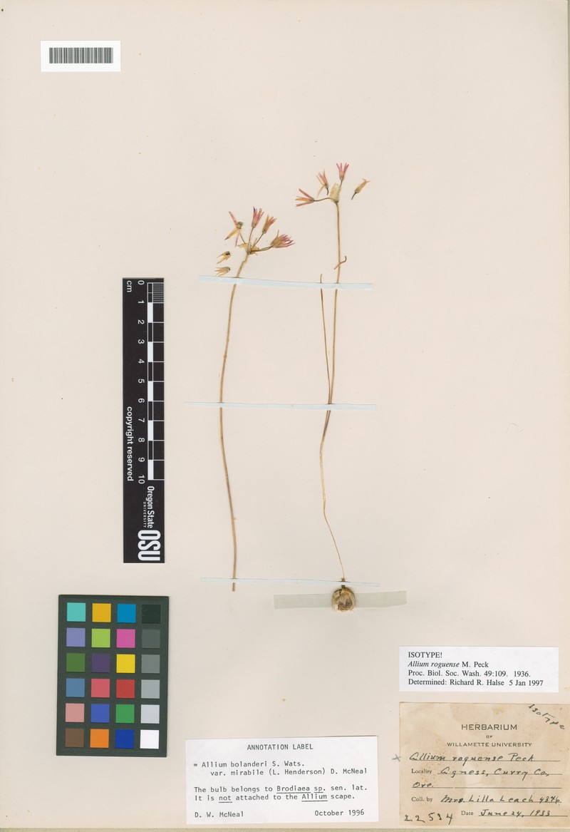 Allium bolanderi var. mirabile photo 3