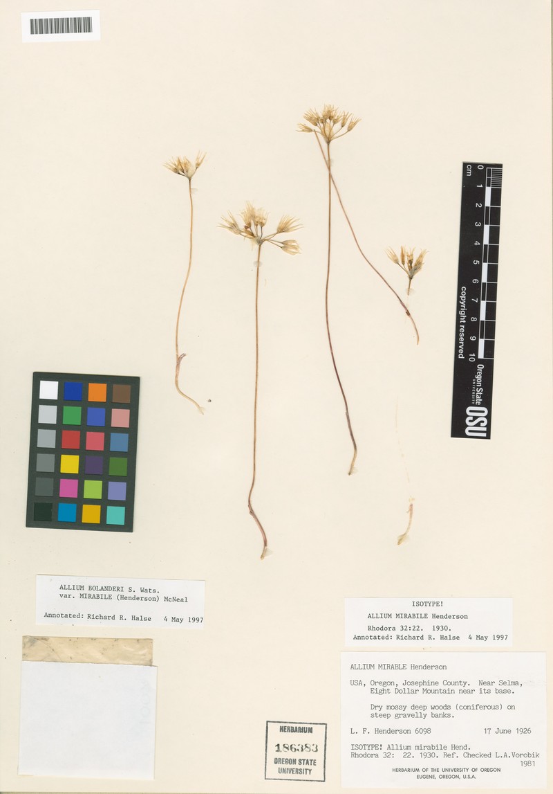 Allium bolanderi var. mirabile photo 4