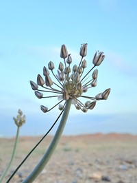 Allium borszczowii