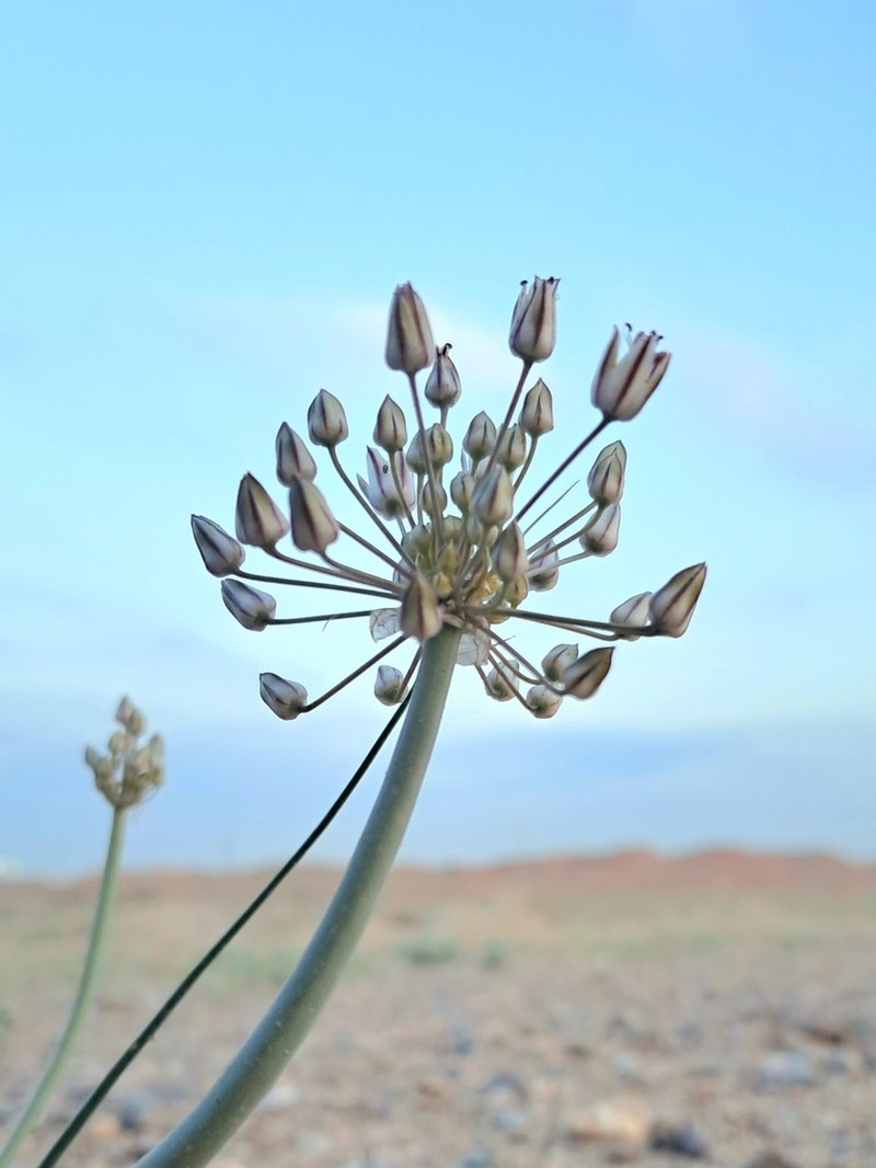 Allium borszczowii