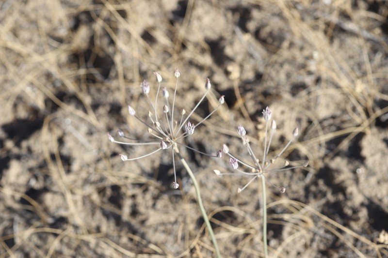 Allium borszczowii photo 2