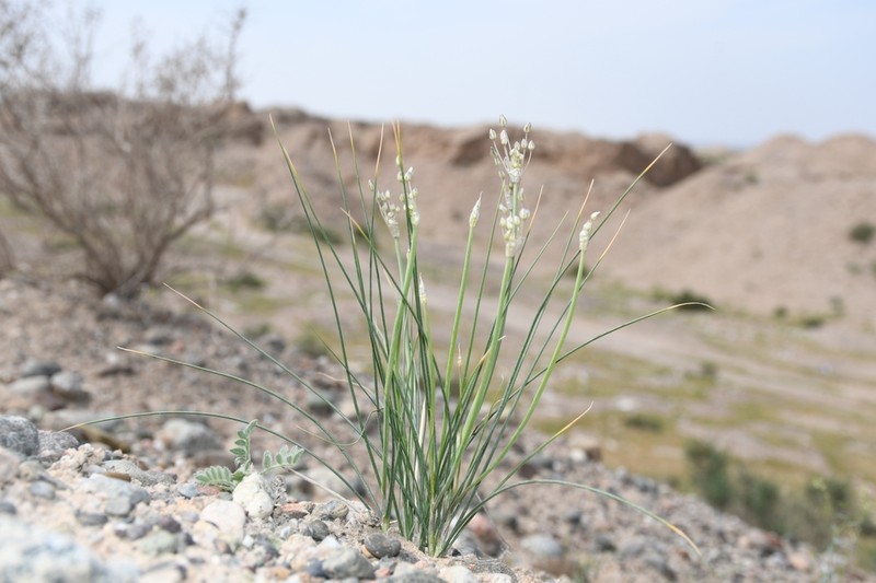 Allium borszczowii photo 5