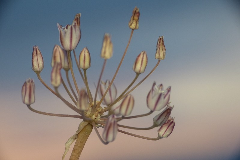 Allium borszczowii photo 7