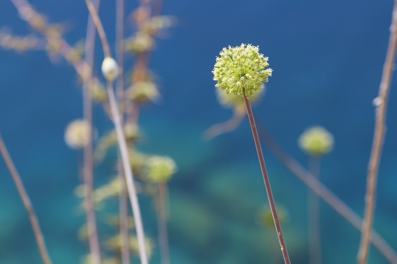 Allium bourgeaui