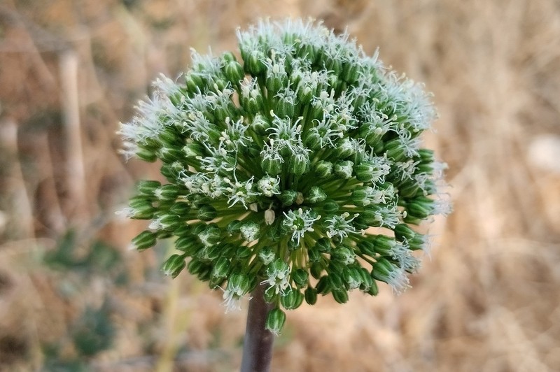 Allium bourgeaui photo 2