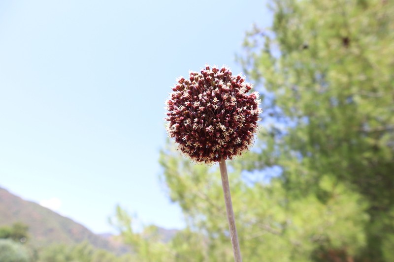Allium bourgeaui photo 3