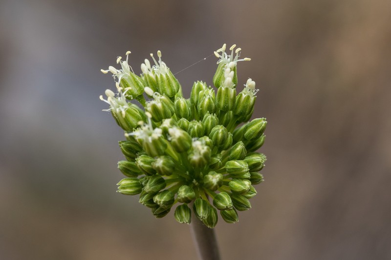 Allium bourgeaui photo 4