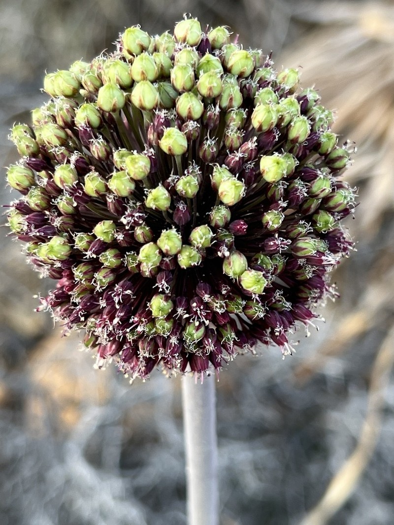 Allium bourgeaui photo 5