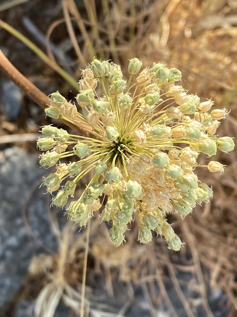 Allium bourgeaui photo 6