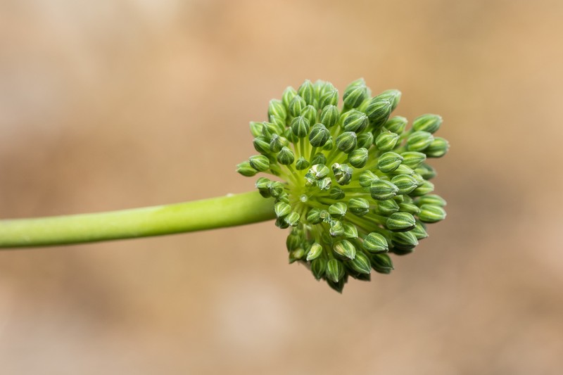 Allium bourgeaui photo 7