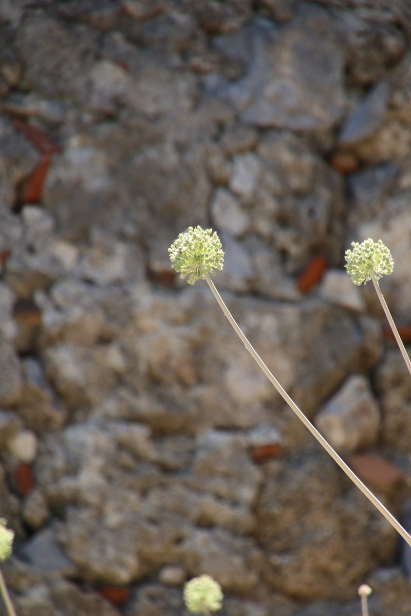 Allium bourgeaui photo 8